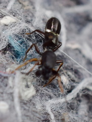 Leptorchestes berolinensis