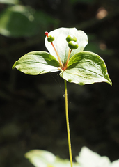 Medeola virginiana