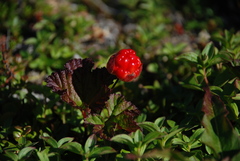Rubus chamaemorus