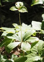 Medeola virginiana