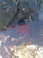 Actinia tenebrosa