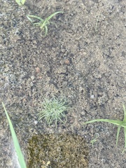 Fimbristylis vahlii