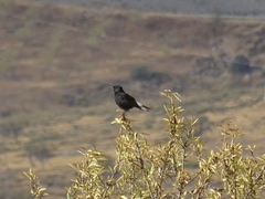 Oenanthe leucura