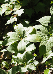 Medeola virginiana