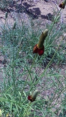 Trichodes bibalteatus