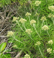 Cassinia tenuifolia