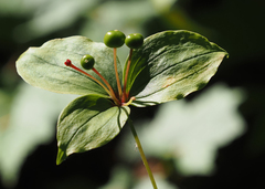 Medeola virginiana