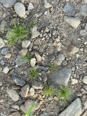 Fimbristylis vahlii
