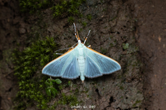 Stemorrhages amphitritalis