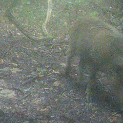 Sus scrofa leucomystax