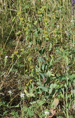 Bupleurum rotundifolium