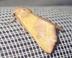 Atethmia centrago