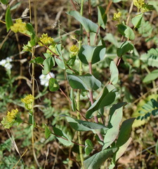 Bupleurum rotundifolium