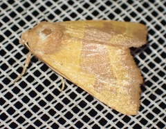 Atethmia centrago