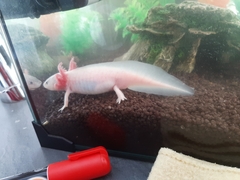 Ambystoma mexicanum