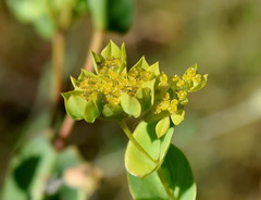 Bupleurum rotundifolium