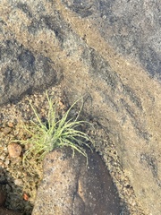 Fimbristylis vahlii