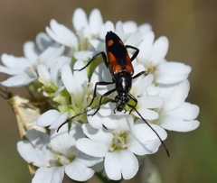 Stenurella bifasciata