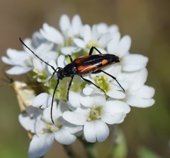 Stenurella bifasciata