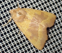 Atethmia centrago