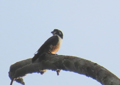 Microhierax fringillarius