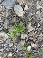 Fimbristylis vahlii