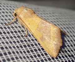 Atethmia centrago