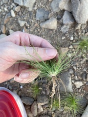 Fimbristylis vahlii