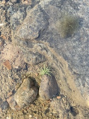 Fimbristylis vahlii