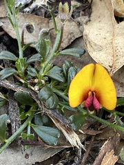 Isotropis cuneifolia