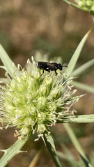 Hylaeus