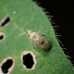 Compsidolon salicellum