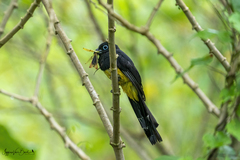 Trogon melanocephalus