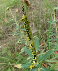 Hyles euphorbiae