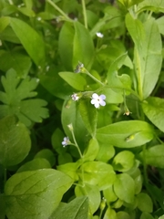 Myosotis sparsiflora