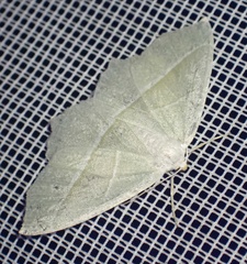 Campaea margaritaria