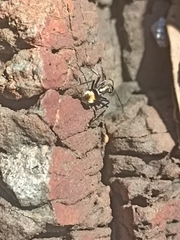 Polyrhachis ammon