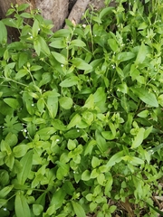 Myosotis sparsiflora
