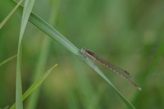 Sympecma fusca