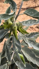 Crotalaria cunninghamii
