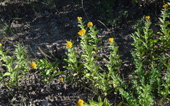 Pentanema germanicum