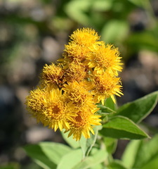 Pentanema germanicum