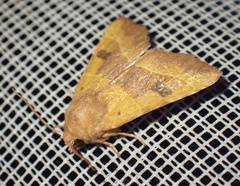 Atethmia centrago