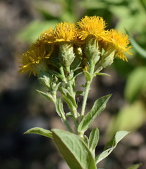 Pentanema germanicum