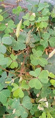 Oxalis corniculata