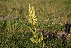 Veratrum oxysepalum