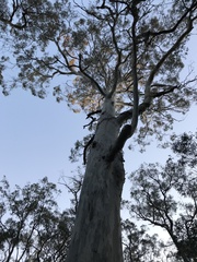 Eucalyptus dalrympleana