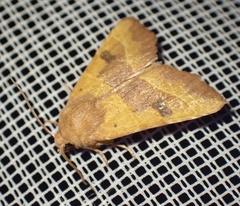 Atethmia centrago