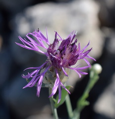 Centaurea sarandinakiae