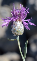 Centaurea sarandinakiae